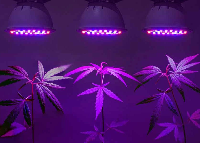 Grow Abstand Pflanze Lampe 100W LED – Der perfekte Abstand für gesundes Pflanzenwachstum